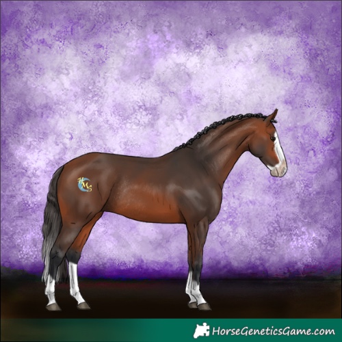 Horse Color:Bay Splash Frame Rabicano 