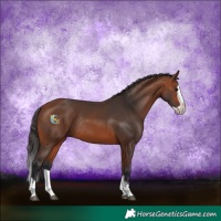Horse Color:Bay Splash Frame Rabicano