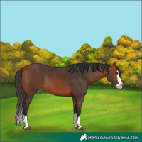 Horse Color:Bay Splash Frame Rabicano