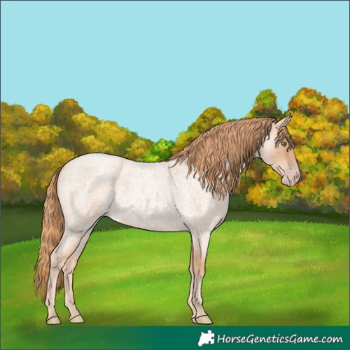Horse Color:Gold Champagne Roan