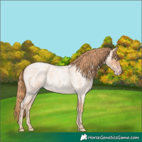 Horse Color:Gold Champagne Roan 