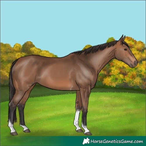 Horse Color:Bay Tobiano 