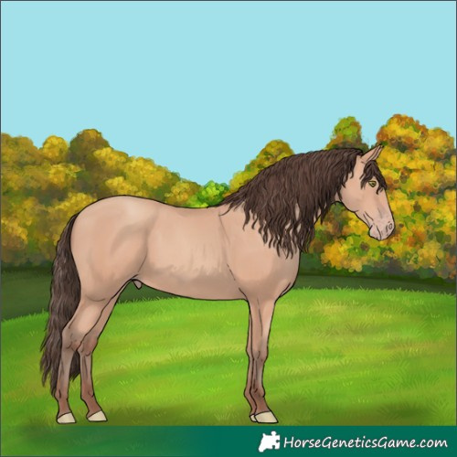 Horse Color:Amber Champagne 