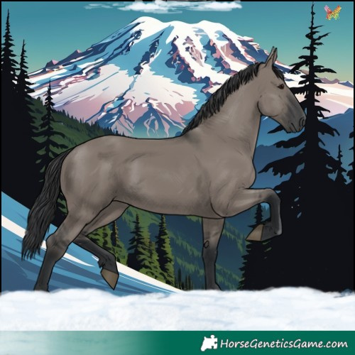Horse Color:Grullo 