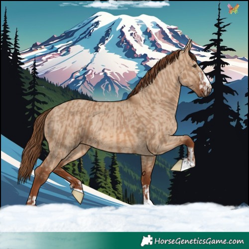 Horse Color:Red Dun and Red Dun