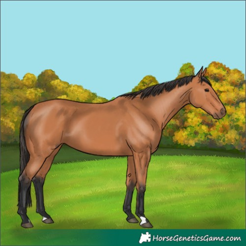 Horse Color:Bay 