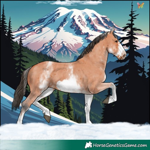 Horse Color:White Spotted Bay Sabino Frame and White Spotted Bay Sabino Frame