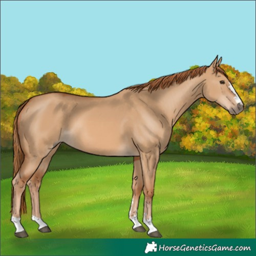 Horse Color:Red Dun