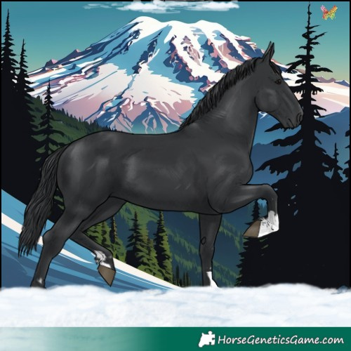 Horse Color:Black and Black