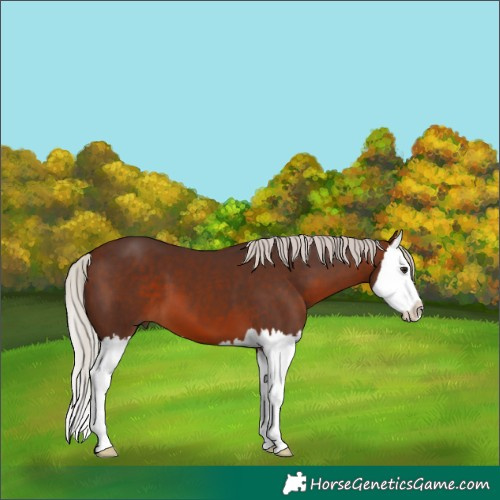 Horse Color:Silver Brown Splash 