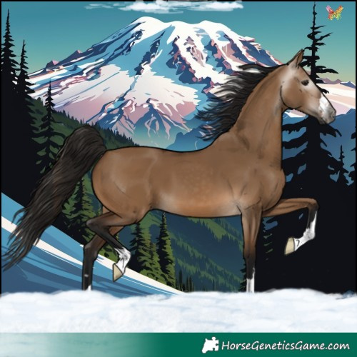 Horse Color:Gray Bay Dun