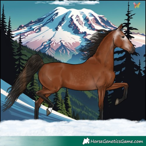Horse Color:Gray Bay