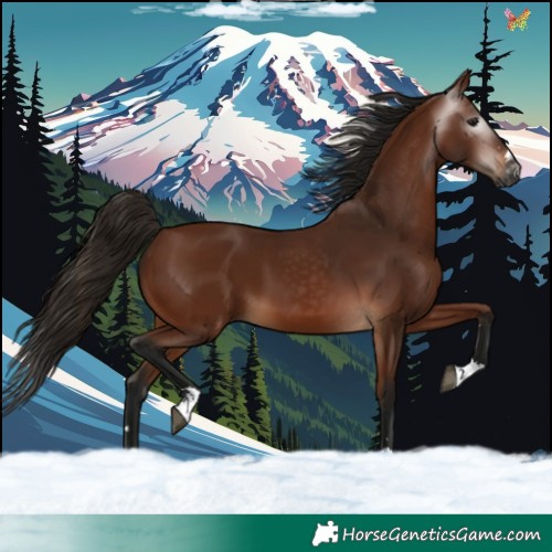 Horse Color:Gray Bay 