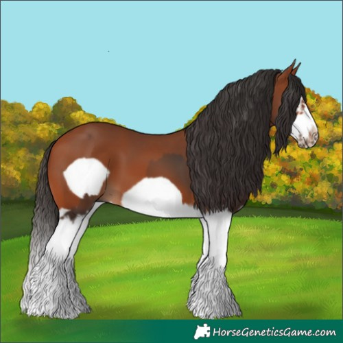 Horse Color:Bay Splash Frame  and Bay Splash Frame 