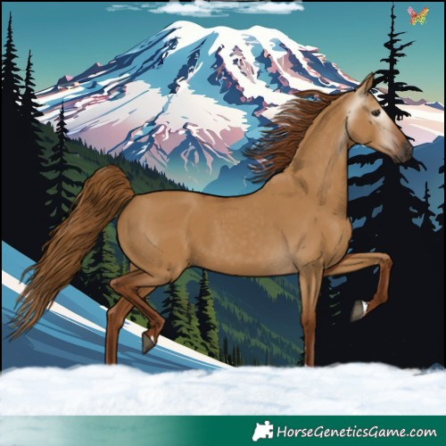 Horse Color:Gray Red Dun 