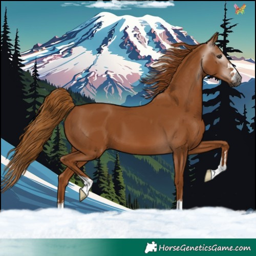 Horse Color:Gray Chestnut 