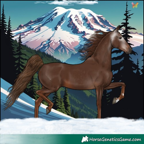 Horse Color:Gray Chestnut 