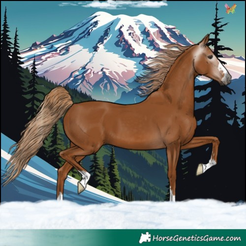 Horse Color:Gray Chestnut 
