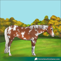 Horse Color:White Spotted Silver Bay Varnish 
