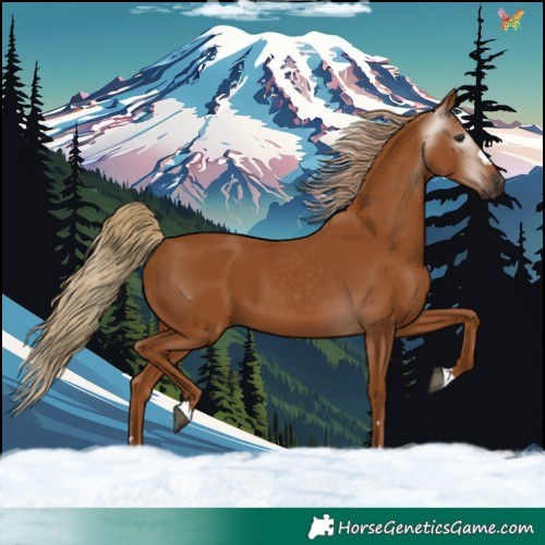 Horse Color:Gray Chestnut