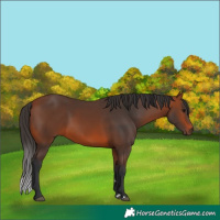 Horse Color:Bay Rabicano
