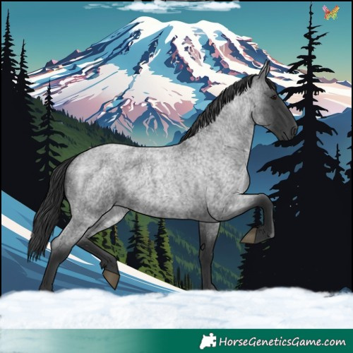 Horse Color:Blue Roan 