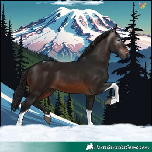 Horse Color:Gray Bay Tobiano