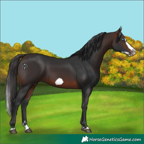 Horse Color:Brown Splash Frame Rabicano
