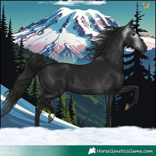 Horse Color:Gray Black