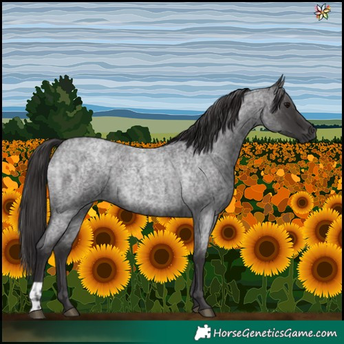Horse Color:Smoky Blue Roan  and Smoky Blue Roan Rabicano 