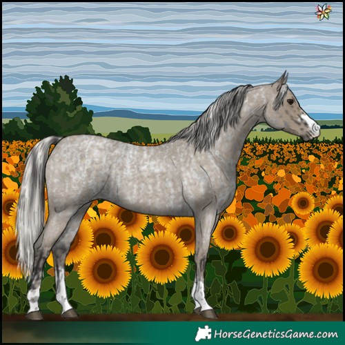 Horse Color:Smoky Blue Roan  and Silver Smoky Blue Roan 