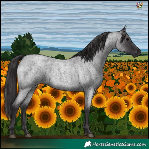 Horse Color:Smoky Blue Roan 