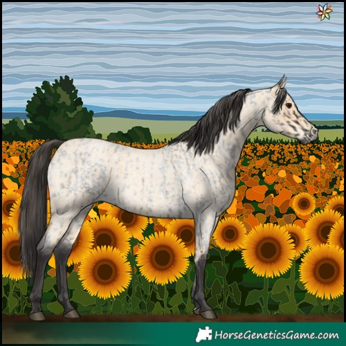 Horse Color:Smoky Blue Roan  and Buckskin Roan 