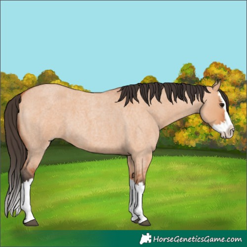 Horse Color:Bay Roan Dun Splash 