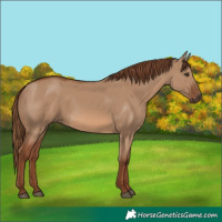 Horse Color:Red Dun 