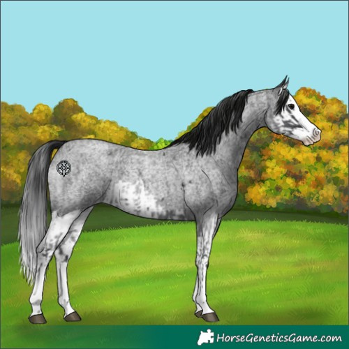 Horse Color:Blue Roan Splash and Gray Blue Roan Splash