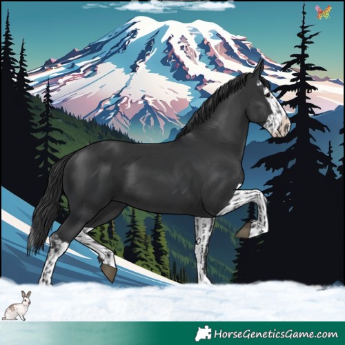 Horse Color:Black and Black Splash