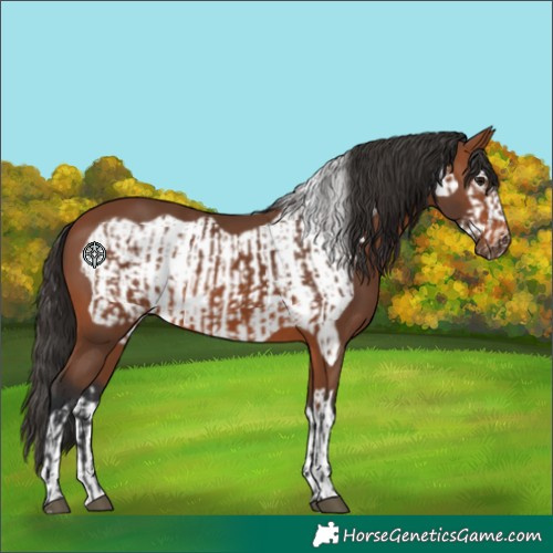 Horse Color:Bay  and Bay Frame 