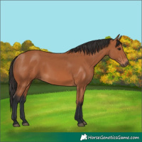 Horse Color:Bay 