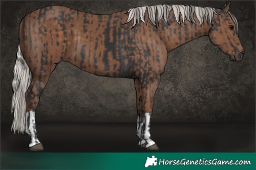 Horse Color:Black  and Silver Black 