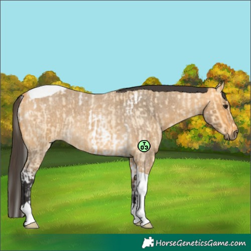 Horse Color:Buckskin Roan Tobiano  and Buckskin Roan Tobiano 