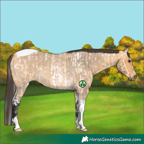 Horse Color:Buckskin Roan Tobiano  and Buckskin Roan Tobiano 