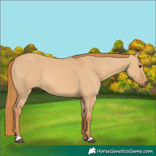 Horse Color:Red Dun 