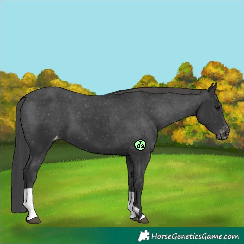 Horse Color:Black Varnish and Black Varnish