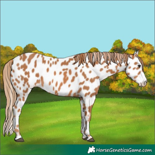 Horse Color:Chestnut Leopard
