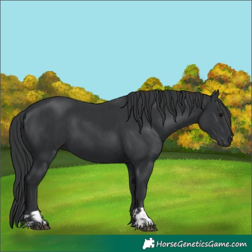 Horse Color:Black  and Black 