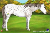 Horse Color:Buckskin Ice Sabino Splash Appaloosa 