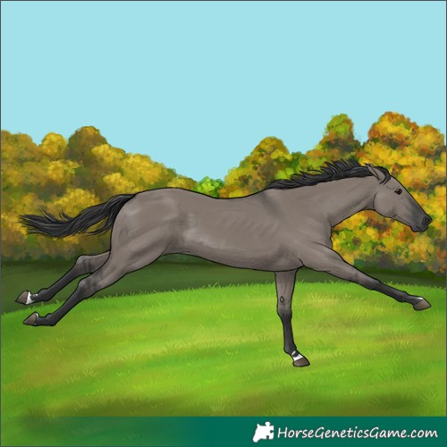 Horse Color:Grullo
