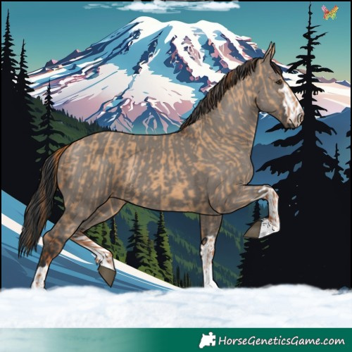 Horse Color:Red Dun  and Grullo 