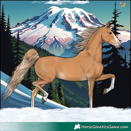 Horse Color:Chestnut  and Chestnut Splash 